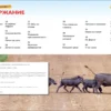 Детеныши животных