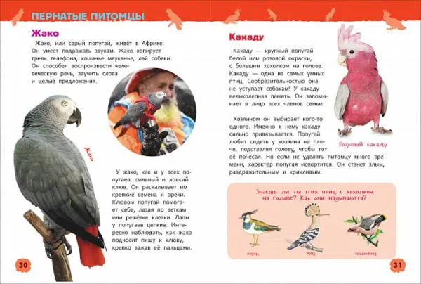 Домашние питомцы. Энциклопедия для детского сада