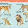 Кошки и котята. Энциклопедия для детского сада