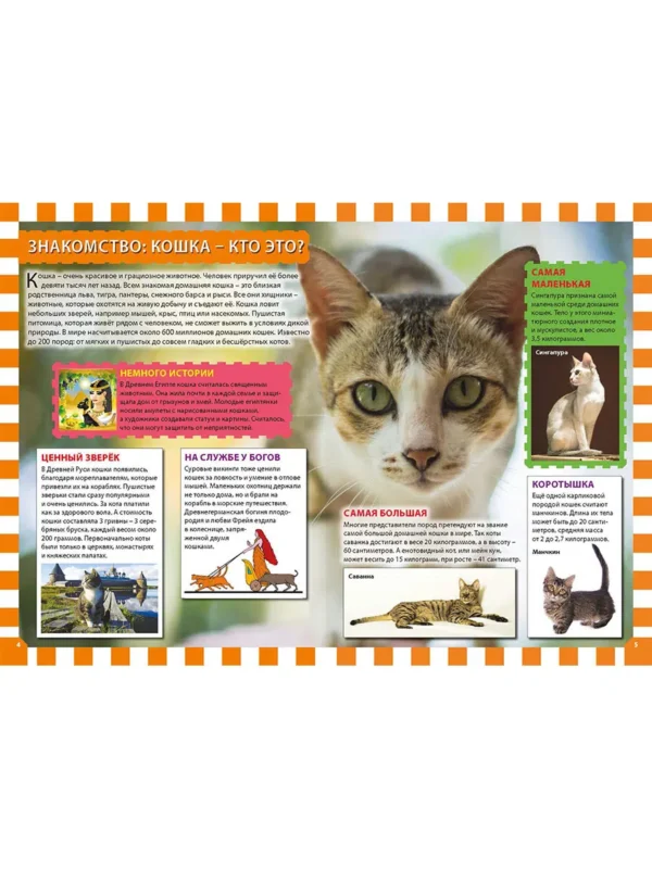 Кошки и котята