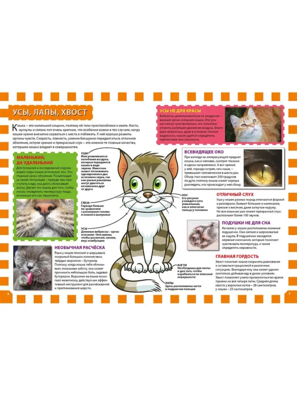 Кошки и котята