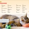 Кошки и котята. Детская энциклопедия
