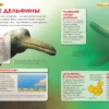 Киты и дельфины. Детская энциклопедия