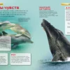 Киты и дельфины. Детская энциклопедия