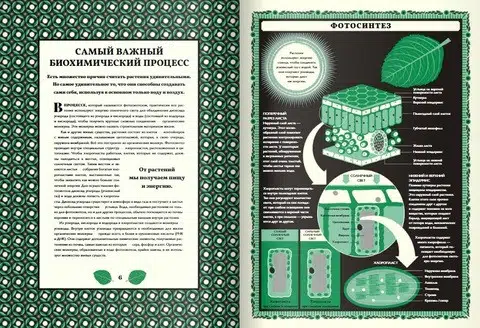 Мартин Дженкинс: Мир растений