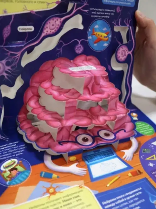 POP UP энциклопедия. Анатомия