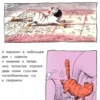 Ронан Бадель: Кот пончик. Мохнатое семейство