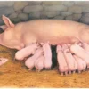Джеймс Хэрриот: Детям. Рассказы о животных