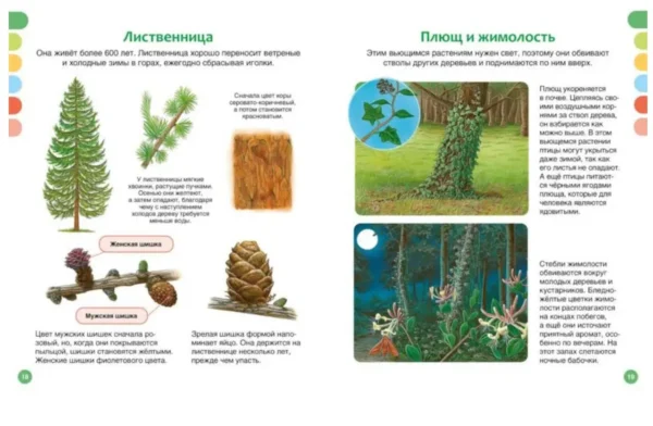 Жизнь леса. Энциклопедия