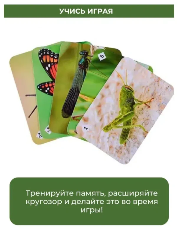 Мемо. Мир насекомых и не только