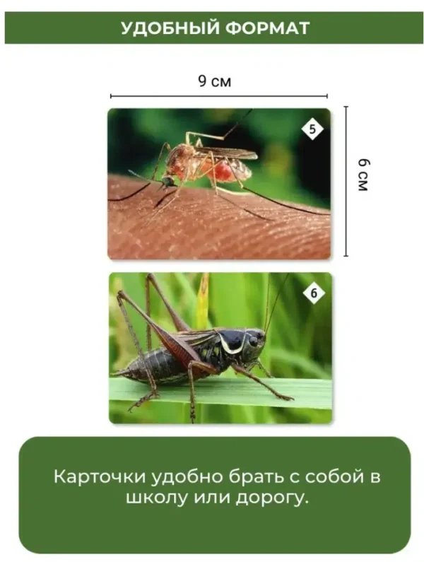 Мемо. Мир насекомых и не только