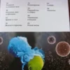 Тело человека. Детская энциклопедия