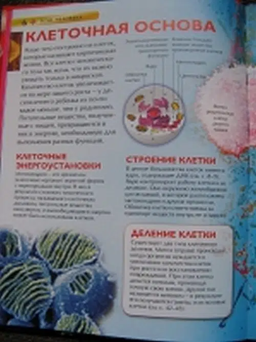 Тело человека. Детская энциклопедия