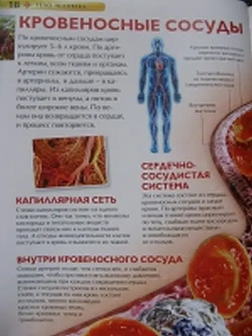 Тело человека. Детская энциклопедия