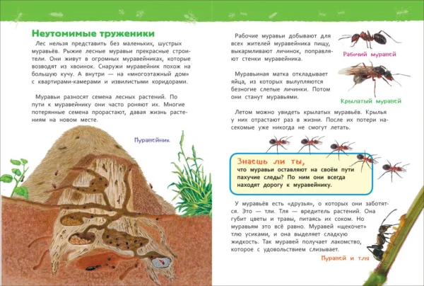 В лесу. Энциклопедия для детского сада