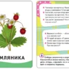 В лесу (набор из 32 карточек 0+)