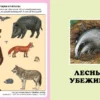 Жизнь леса. Твоя первая энциклопедия