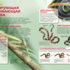 Змеи. Детская энциклопедия