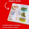 Секреты человека. Волшебные окошки