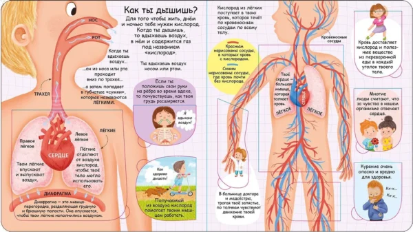 Секреты человека. Волшебные окошки